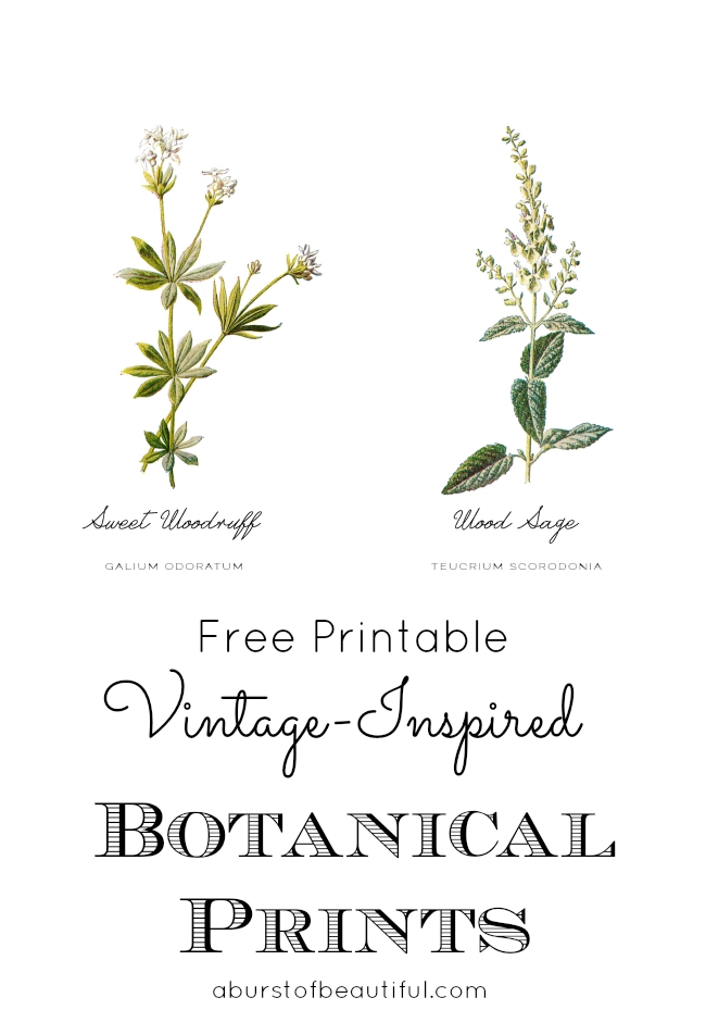 Vintage Botanical Prints_Powder Room - Nick + Alicia