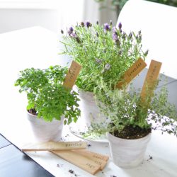 Simple DIY herb markers add a little extra charm to potted fresh herbs | A Burst of Beautiful