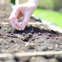 Learn how to plan and build your own raised vegetable garden with this detailed and comprehensive guide to gardening | A Burst of Beautiful