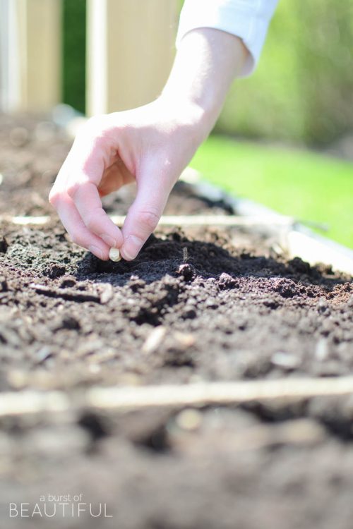 Learn how to plan and build your own raised vegetable garden with this detailed and comprehensive guide to gardening | A Burst of Beautiful