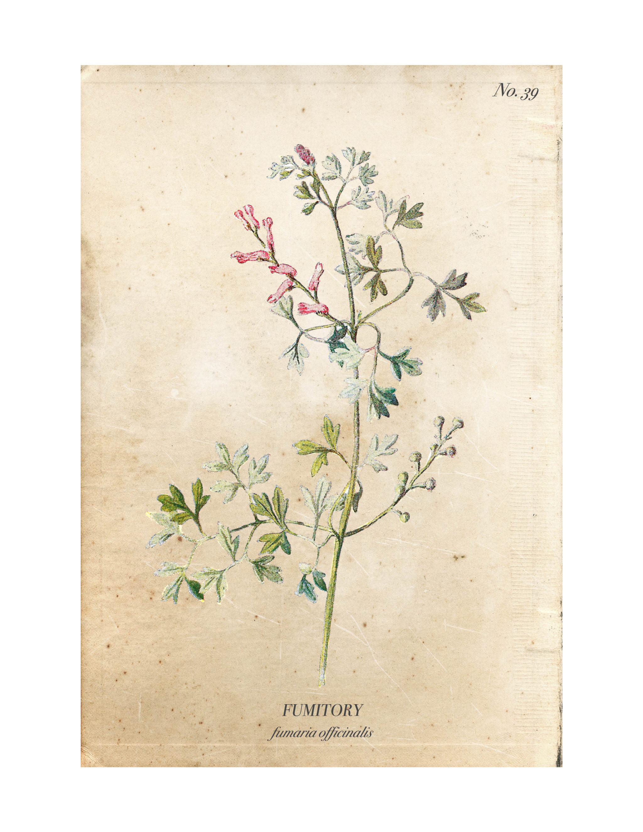 A set of four vintage wild flower botanical prints are an easy way to add charm and character to any home. Download them for free at www.aburstofbeautiful.com
