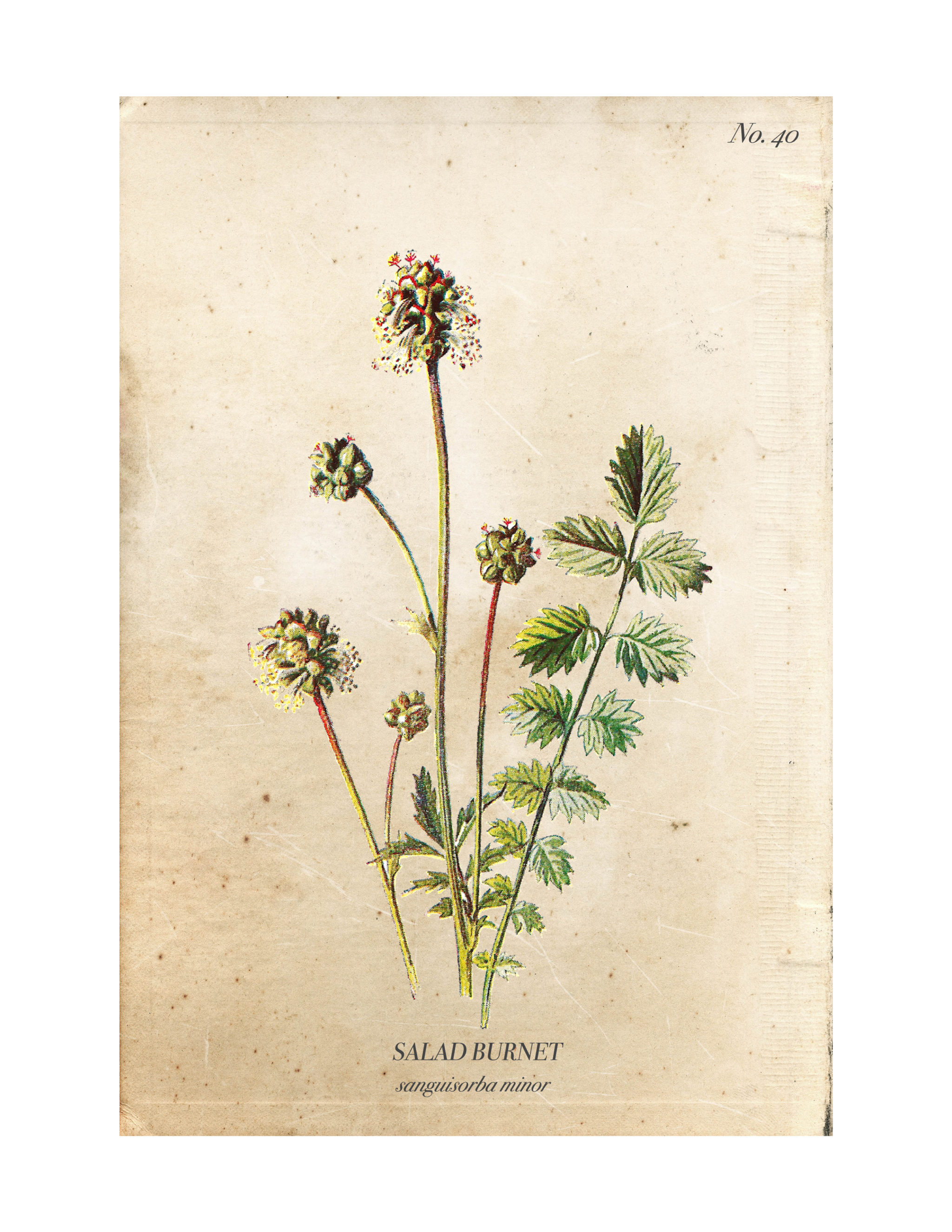 Vintage Wild Flower Botanical Prints | Nick + Alicia