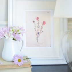 A set of four vintage wild flower botanical prints are an easy way to add charm and character to any home. Download them for free at www.aburstofbeautiful.com