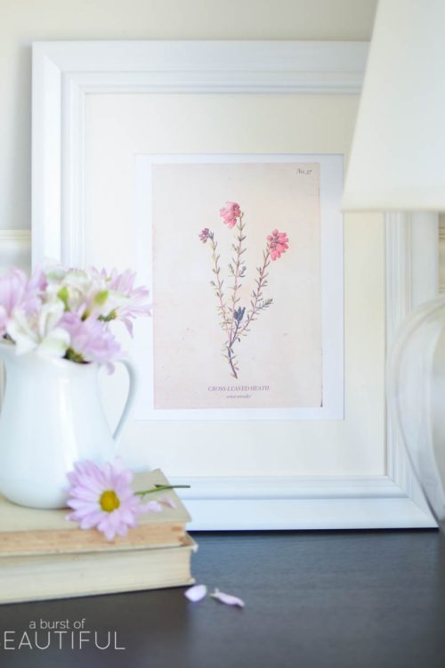 A set of four vintage wild flower botanical prints are an easy way to add charm and character to any home. Download them for free at www.aburstofbeautiful.com