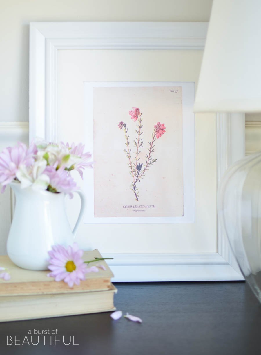 A set of four vintage wild flower botanical prints are an easy way to add charm and character to any home. Download them for free at www.aburstofbeautiful.com 