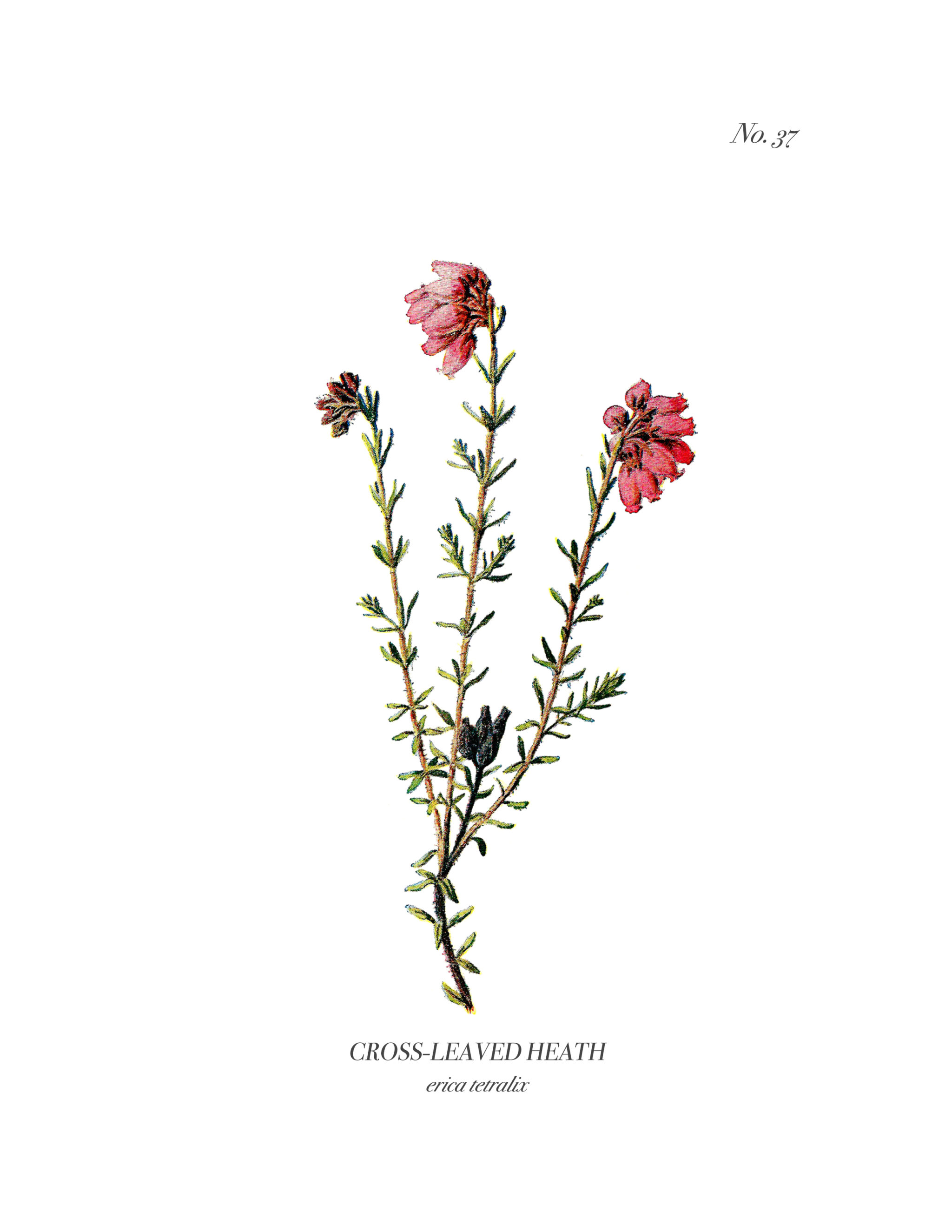 A set of four vintage wild flower botanical prints are an easy way to add charm and character to any home. Download them for free at www.aburstofbeautiful.com