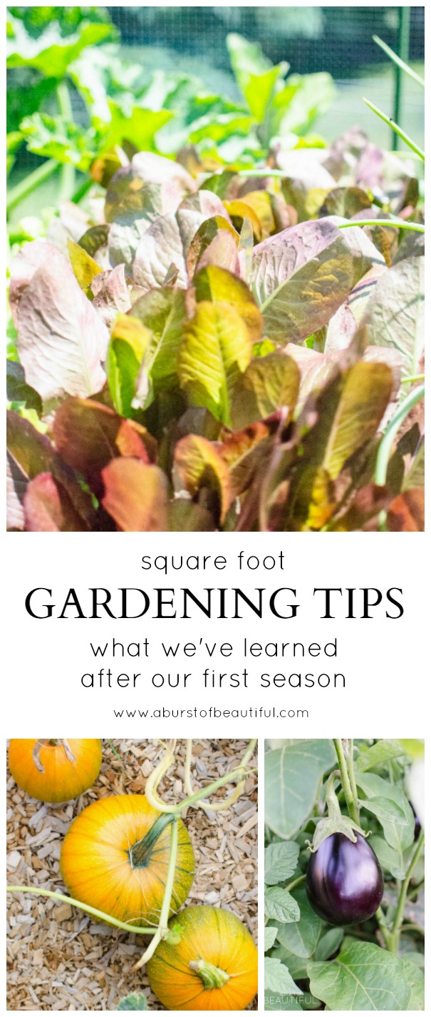 Square foot gardening tips for the beginner