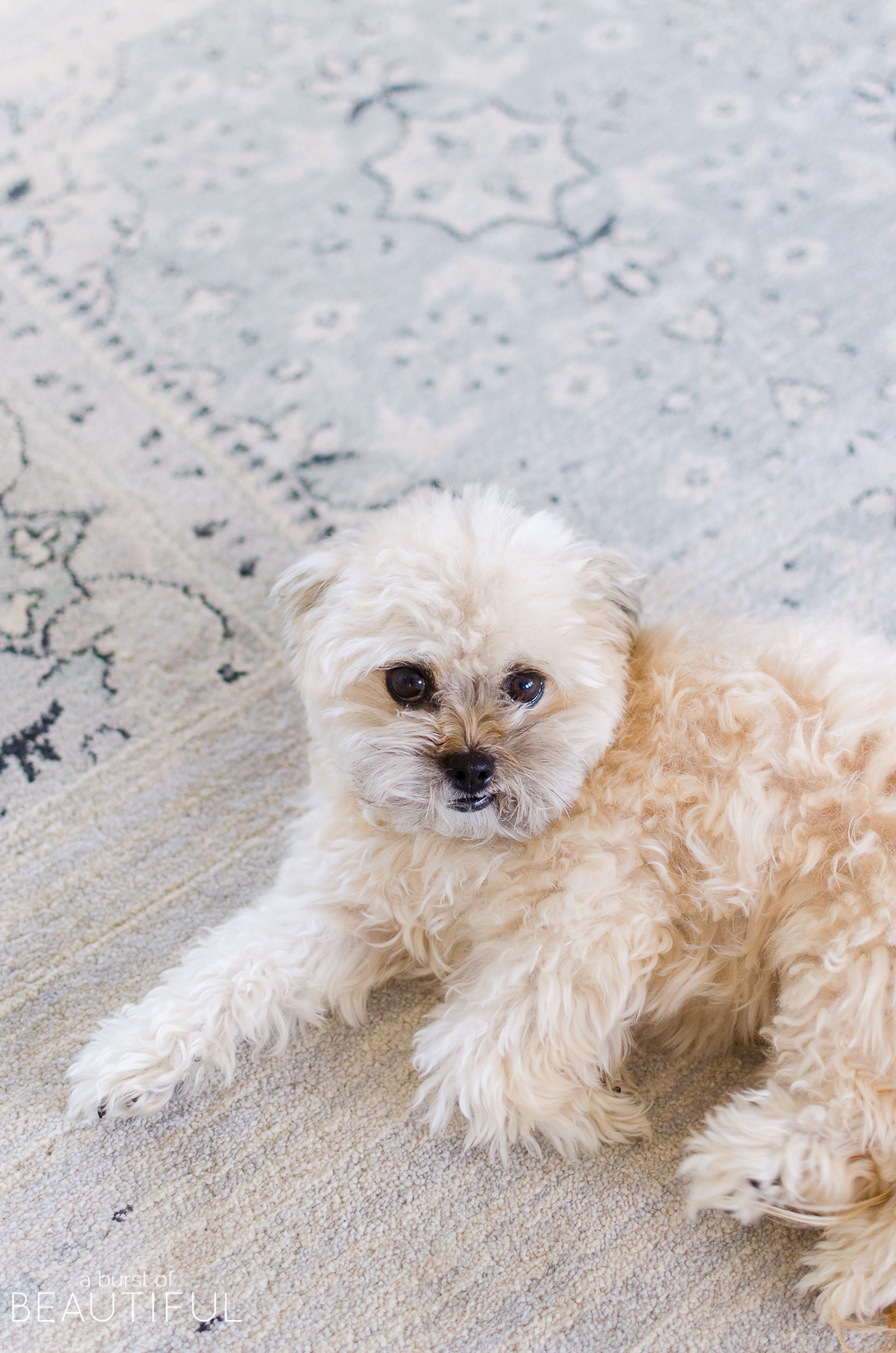 A few subtle changes are all you need to welcome the spring season into your home. Join us on our spring home tour, along with 25 other bloggers to find inspiration and spring decor ideas.