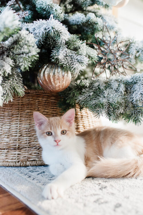 The Best Tree Collars and Baskets of 2022